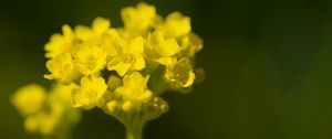 Preview wallpaper alyssum, flower, petals, yellow, plant, macro