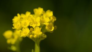 Preview wallpaper alyssum, flower, petals, yellow, plant, macro