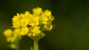 Preview wallpaper alyssum, flower, petals, yellow, plant, macro