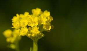 Preview wallpaper alyssum, flower, petals, yellow, plant, macro