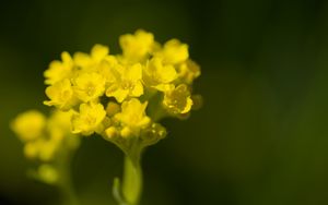 Preview wallpaper alyssum, flower, petals, yellow, plant, macro