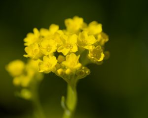 Preview wallpaper alyssum, flower, petals, yellow, plant, macro