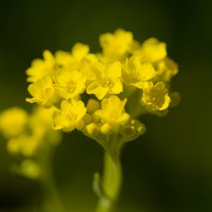 Preview wallpaper alyssum, flower, petals, yellow, plant, macro