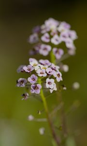 Preview wallpaper alyssum, flowers, petals, blur