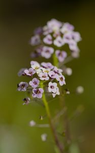 Preview wallpaper alyssum, flowers, petals, blur