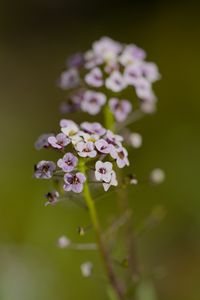 Preview wallpaper alyssum, flowers, petals, blur