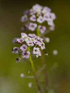 Preview wallpaper alyssum, flowers, petals, blur