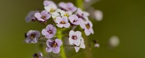 Preview wallpaper alyssum, flowers, petals, blur