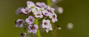 Preview wallpaper alyssum, flowers, petals, blur