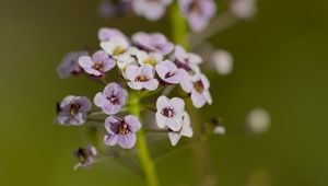 Preview wallpaper alyssum, flowers, petals, blur