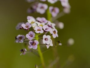 Preview wallpaper alyssum, flowers, petals, blur