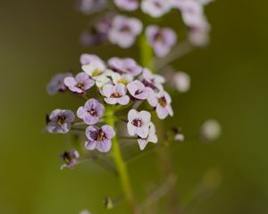 Preview wallpaper alyssum, flowers, petals, blur