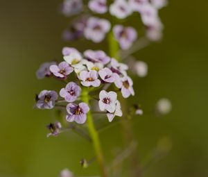 Preview wallpaper alyssum, flowers, petals, blur