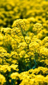 Preview wallpaper alyssum, flowers, petals, glare, yellow