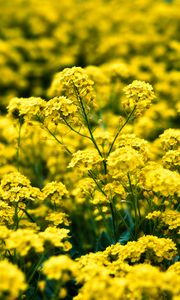 Preview wallpaper alyssum, flowers, petals, glare, yellow