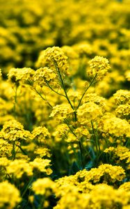 Preview wallpaper alyssum, flowers, petals, glare, yellow
