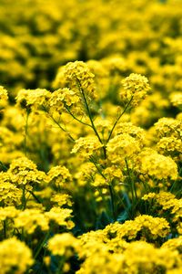 Preview wallpaper alyssum, flowers, petals, glare, yellow