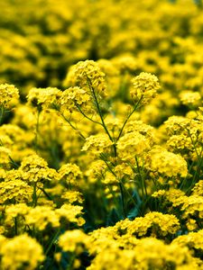 Preview wallpaper alyssum, flowers, petals, glare, yellow