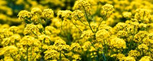 Preview wallpaper alyssum, flowers, petals, glare, yellow