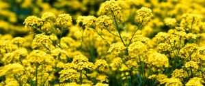 Preview wallpaper alyssum, flowers, petals, glare, yellow