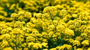 Preview wallpaper alyssum, flowers, petals, glare, yellow
