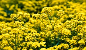 Preview wallpaper alyssum, flowers, petals, glare, yellow