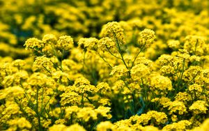 Preview wallpaper alyssum, flowers, petals, glare, yellow