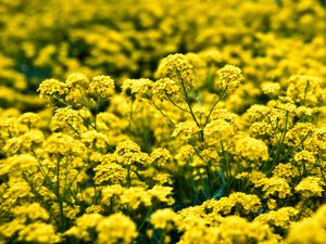Preview wallpaper alyssum, flowers, petals, glare, yellow