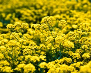Preview wallpaper alyssum, flowers, petals, glare, yellow