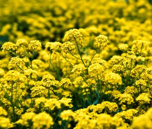Preview wallpaper alyssum, flowers, petals, glare, yellow
