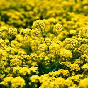 Preview wallpaper alyssum, flowers, petals, glare, yellow