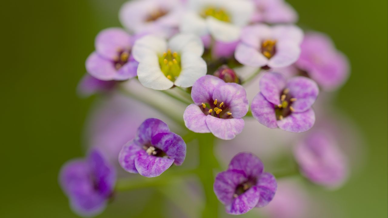 Wallpaper alyssum, flowers, purple, blur, petals