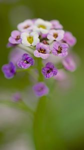 Preview wallpaper alyssum, flowers, purple, blur, petals