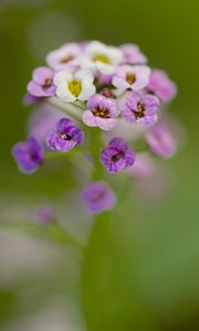 Preview wallpaper alyssum, flowers, purple, blur, petals