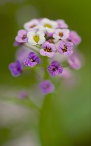 Preview wallpaper alyssum, flowers, purple, blur, petals