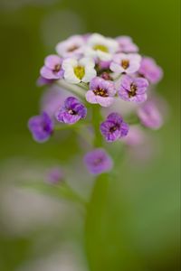 Preview wallpaper alyssum, flowers, purple, blur, petals