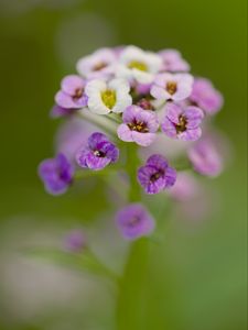 Preview wallpaper alyssum, flowers, purple, blur, petals