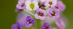 Preview wallpaper alyssum, flowers, purple, blur, petals