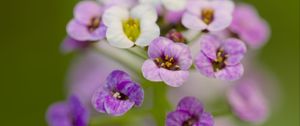 Preview wallpaper alyssum, flowers, purple, blur, petals