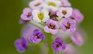 Preview wallpaper alyssum, flowers, purple, blur, petals