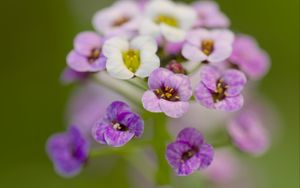 Preview wallpaper alyssum, flowers, purple, blur, petals