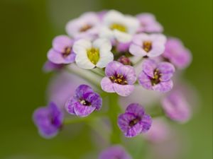 Preview wallpaper alyssum, flowers, purple, blur, petals