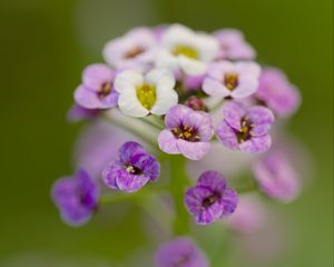 Preview wallpaper alyssum, flowers, purple, blur, petals