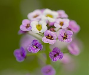 Preview wallpaper alyssum, flowers, purple, blur, petals