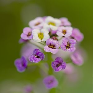 Preview wallpaper alyssum, flowers, purple, blur, petals