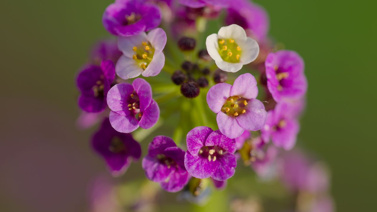 Wallpaper alyssum, flowers, purple, inflorescence, blur