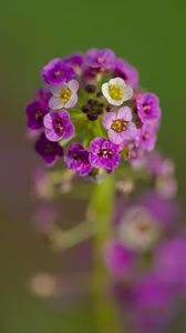 Preview wallpaper alyssum, flowers, purple, inflorescence, blur