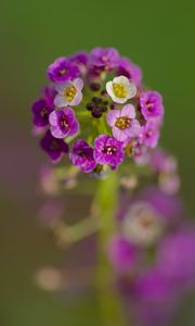 Preview wallpaper alyssum, flowers, purple, inflorescence, blur