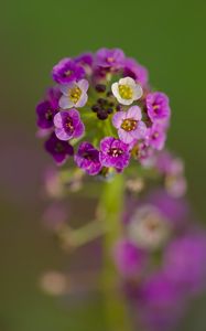 Preview wallpaper alyssum, flowers, purple, inflorescence, blur