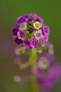 Preview wallpaper alyssum, flowers, purple, inflorescence, blur